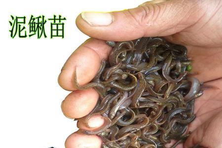泥鳅吃藻吗