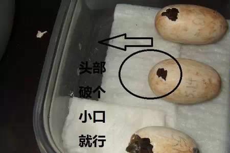 头盔龟下蛋需要多久