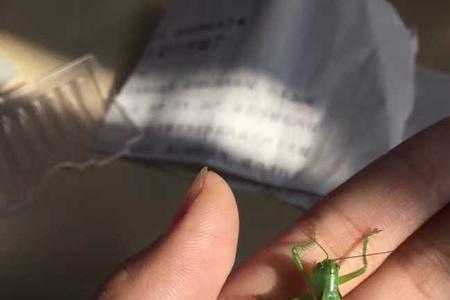 树上的蛐蛐怎么叫
