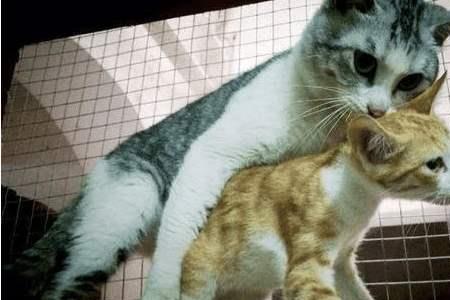 猫崽能跟着大猫回家吗