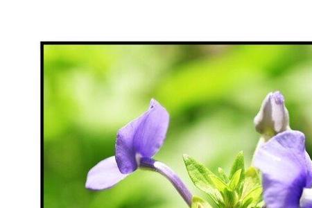 蓝金花是时花吗