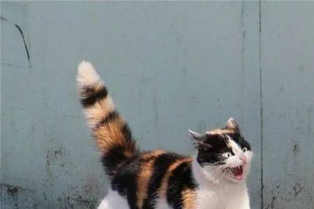 猫的尾巴什么时候会竖起来