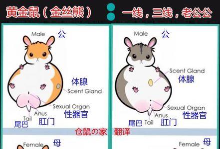 怎么判断仓鼠性格