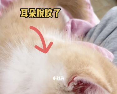 揪猫耳朵猫咪有多疼