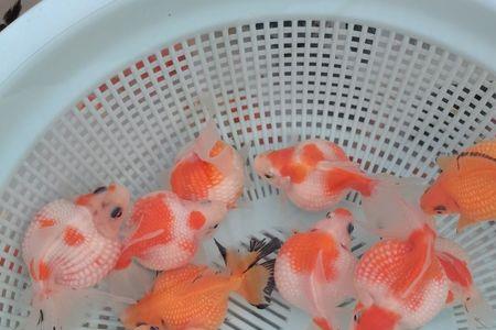 蝶尾泰狮哪个好养