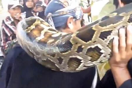 国内最大的蟒蛇有多粗直径