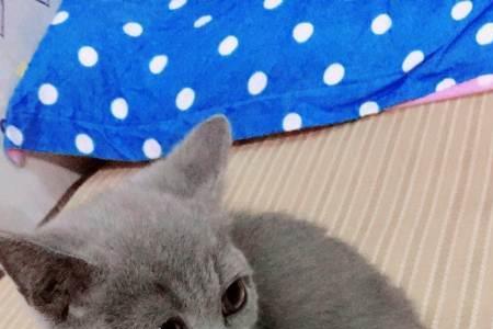 蓝猫怎么剪指甲