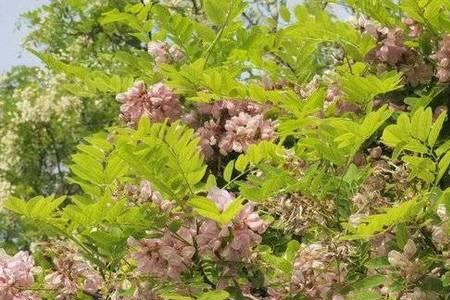 济南洋槐开花时间