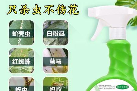 无花果树有小飞虫怎么办