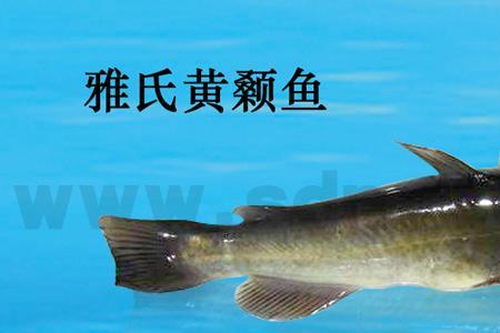 江颡鱼的种类