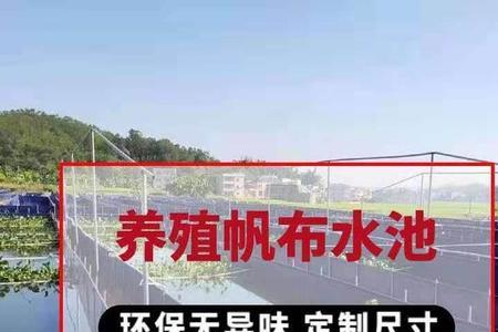养牛蛙用帆布池好还是水泥池好
