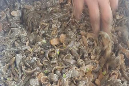 水蛭养殖每亩可放几斤苗