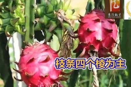 火龙果有四条棱是什么品种