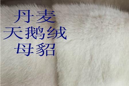 水貂身上针毛少是什么原因