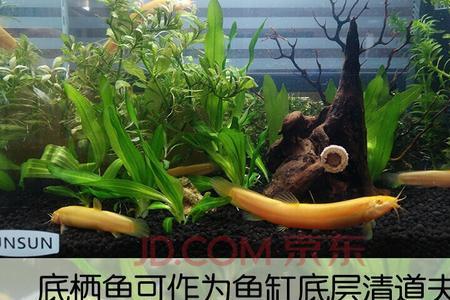 清道夫和泥鳅谁清洁鱼缸好