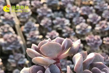 雪精灵多肉好度夏吗
