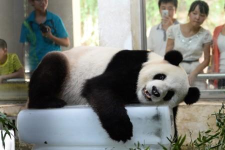 夏天的动物有哪些特点