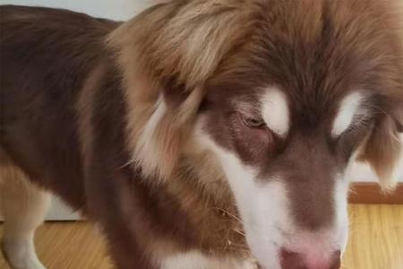 狗狗吃生鸡肝好吗