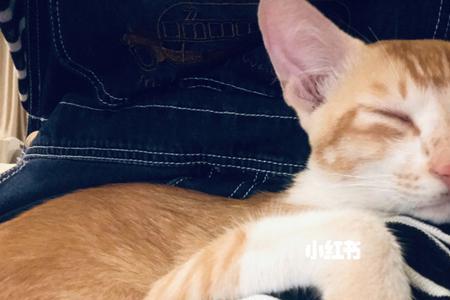 凌晨一点的猫什么意思