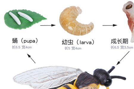 青蛙蝴蝶蚂蚁属于昆虫吗