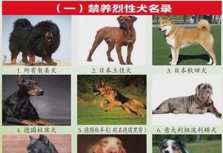 为什么普通人不能养大型犬