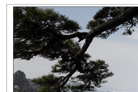 黄山松的蟠扎与修剪时间