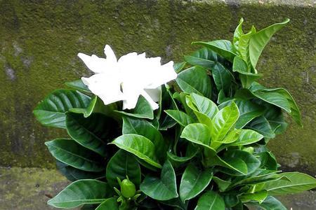 栀子花在广东省十月份还开花吗