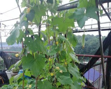 菜园子里有一些黄瓜和丝瓜试题