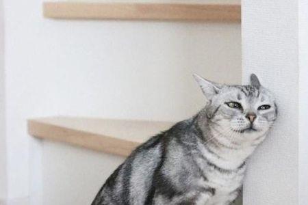 猫用头蹭人是什么意思