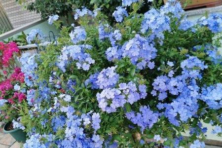 蓝雪花适合放客厅吗