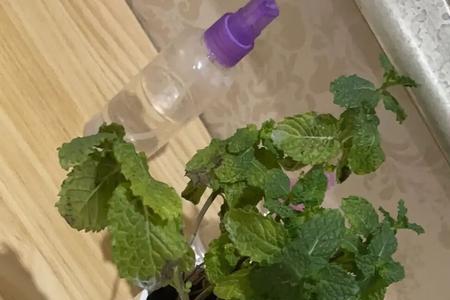 薄荷液喷在身上凉快吗