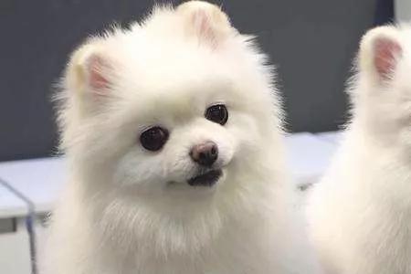 什么狗狗最好养又便宜颜值高