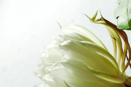 犹如昙花一现的生命什么意思