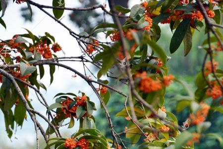 桂花树是种子还是花枝