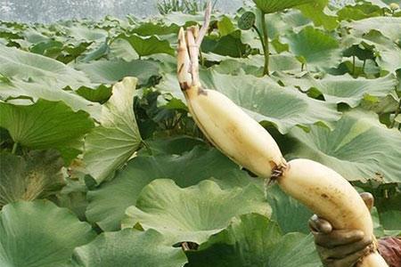 莲藕直接种植在水里可以吗