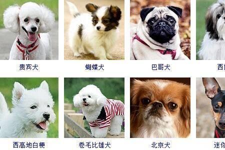 网上买狗买多大的