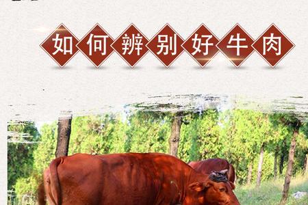 小米龙和黄瓜条区别