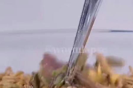 面包虫是做什么的