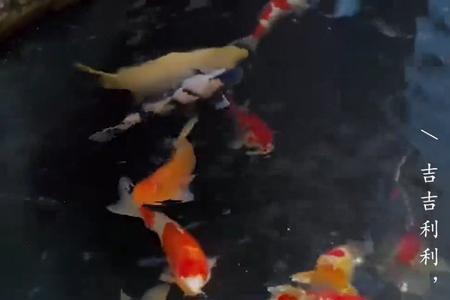 关于鱼的象征好运的成语