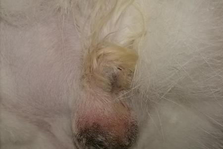 公猫和母猫没绝育要分开养吗