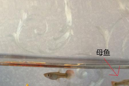 银鲫怎么分公母