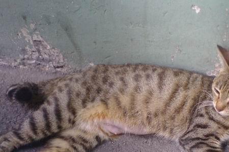 狸花猫为什么不能绝育