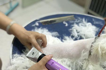 给比熊狗剪毛多少钱