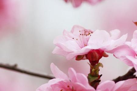 桃花结果好不好
