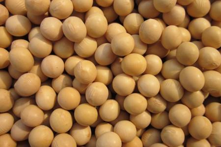 存放7年的黄豆还能用吗