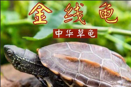 养墨龟水温多少度