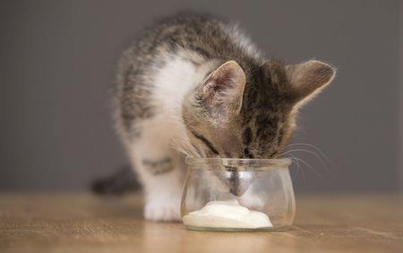 猫可以喝伊利酸奶吗