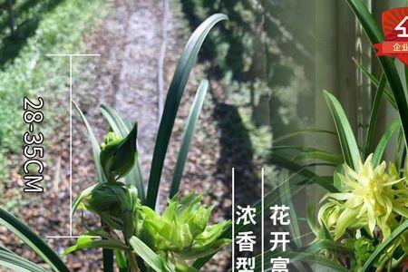 兰花花开富贵怎浇水