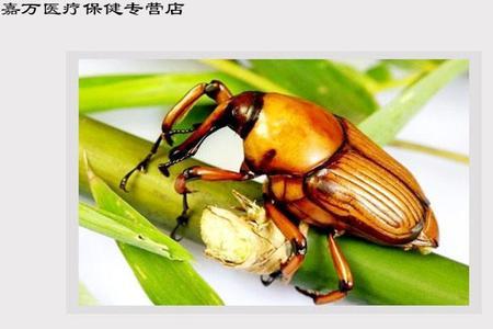 竹象虫重庆方言叫什么