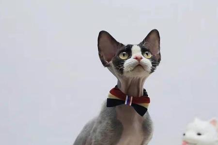 柯尼斯卷毛猫吃什么猫粮